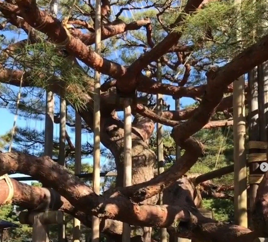 Завързани клони на дърветата