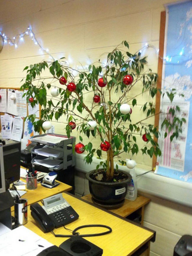 Коледно растение в офиса