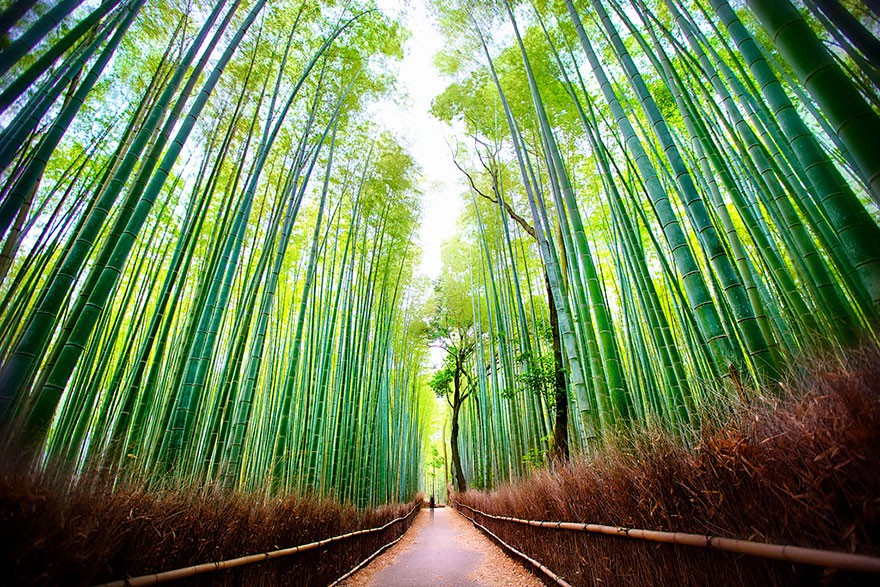 Бамбукова гора, Япония