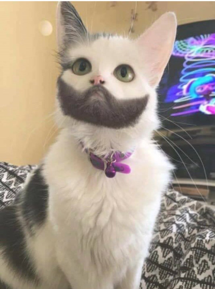 Коте с брада