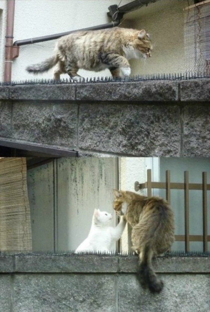И котките се обичат истински!