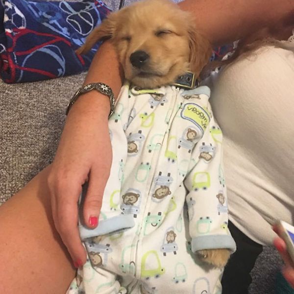 Куче или бебе? 