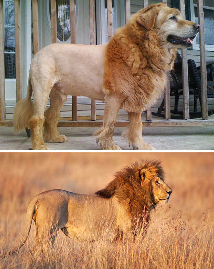 Куче или лъв