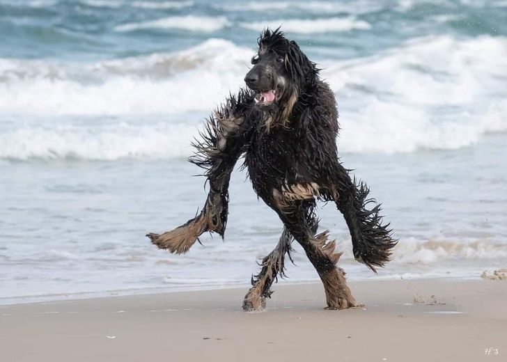 Бягащо куче на плажа