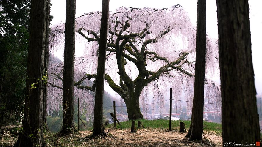Вълшебната пролет в Япония