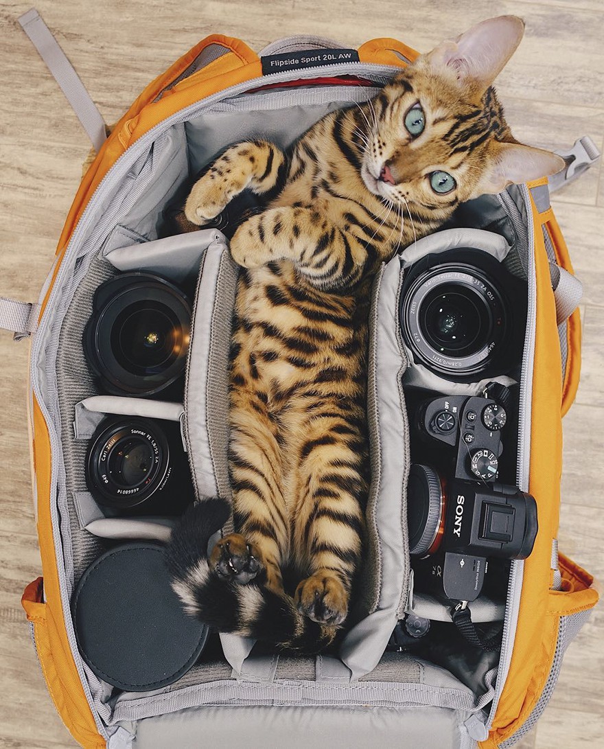 Суки: Пътуващата котка