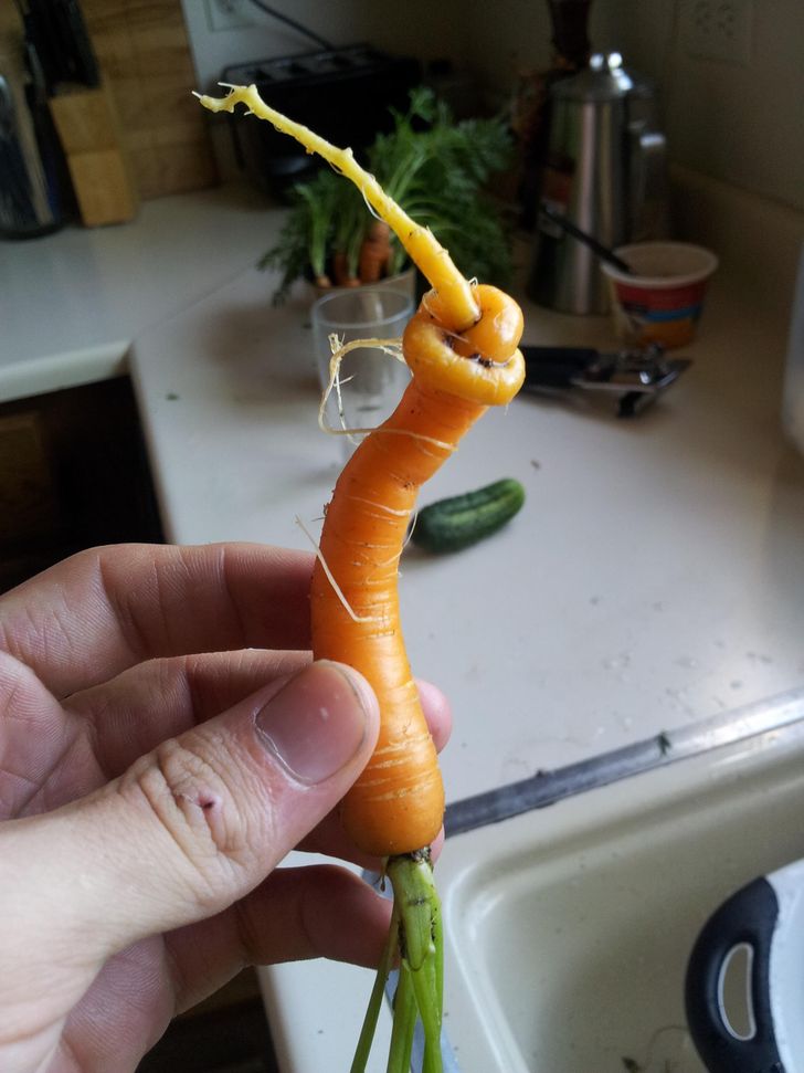 Морков, вързан на възел