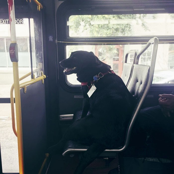 Еклипс: Сама в автобуса