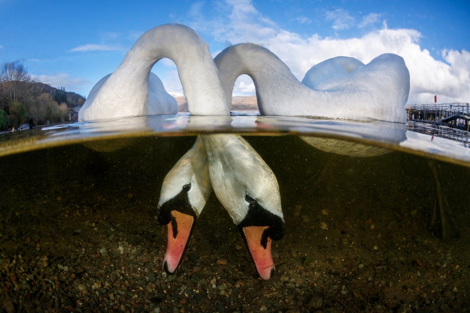 Лебеди в шотландско езеро