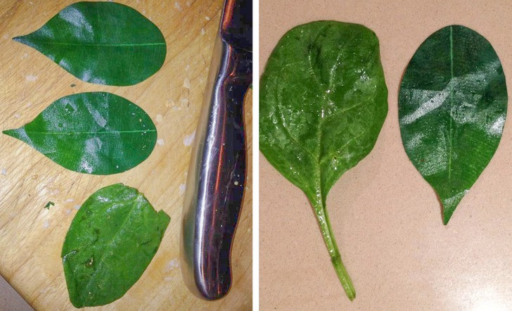 Синтетично листо в салатата