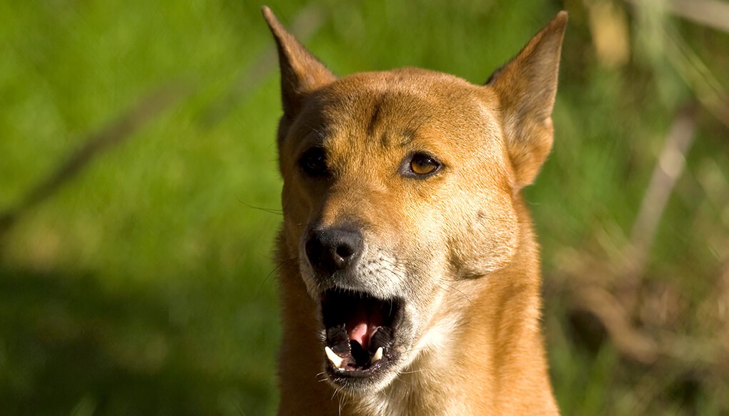 Новогвинейско пеещо куче