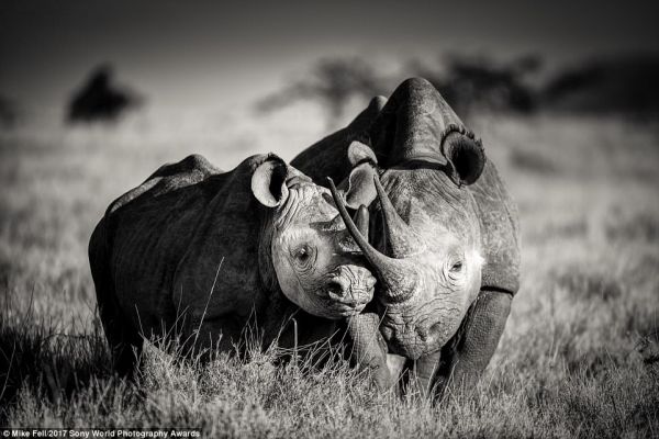 Носорози