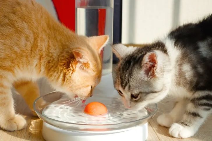 Чешма за котки, поддържаща водата прясна