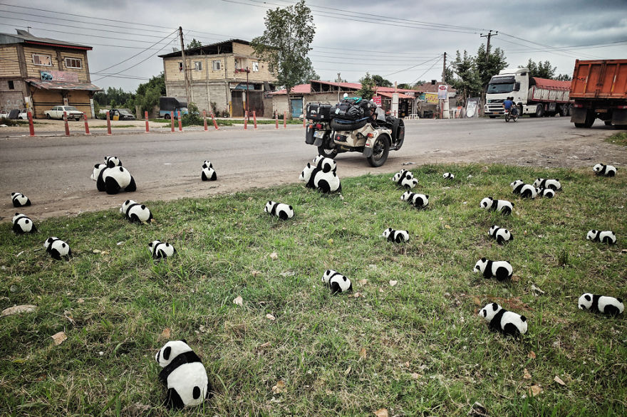 Нашествие на панди в Иран