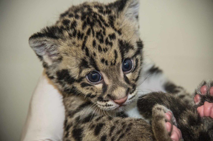 Бебе леопард