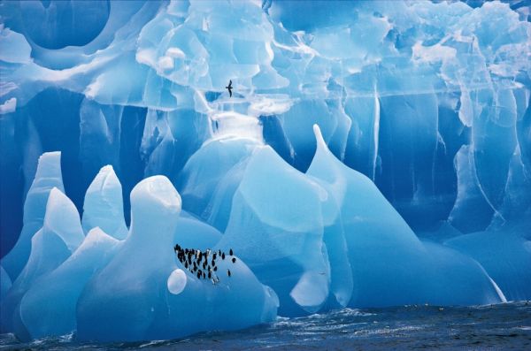 Пингвини на айсберг