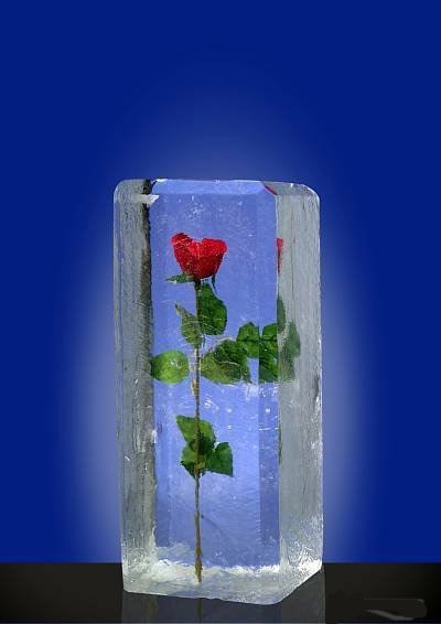 9. Роза в лед