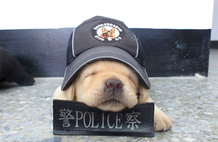 Най-сладките полицаи в света