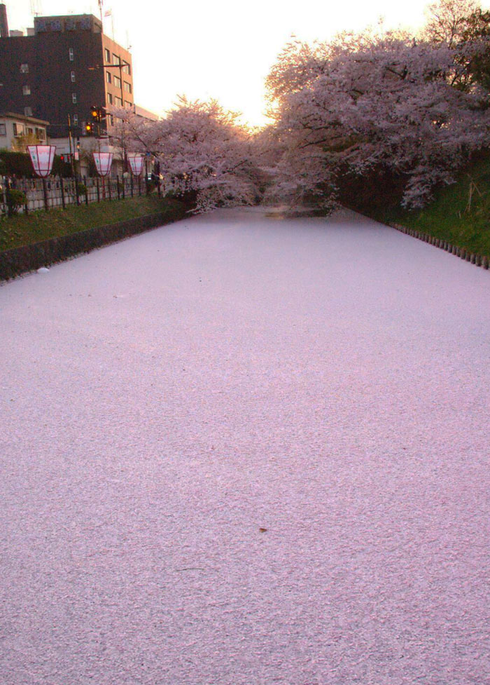 Река пълна с вишневи цветчета