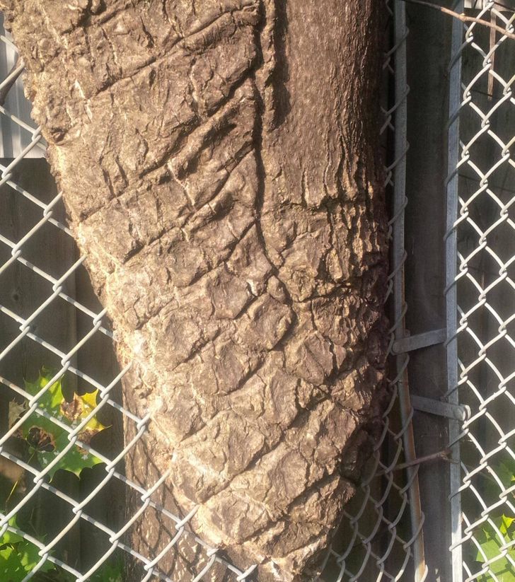 Дърво, растящо през ограда