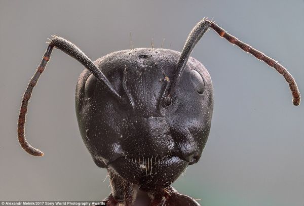 Мравка дървоточник