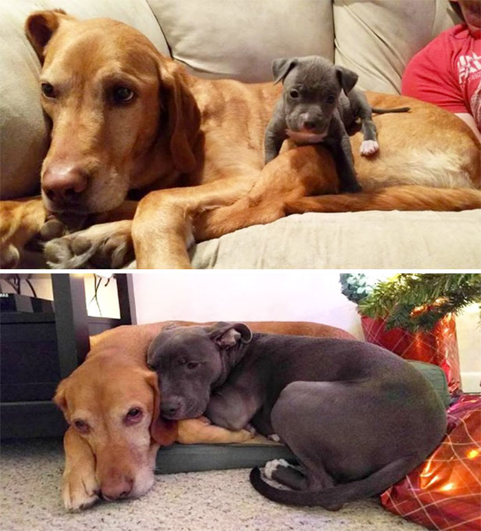 Кученца: Преди и сега
