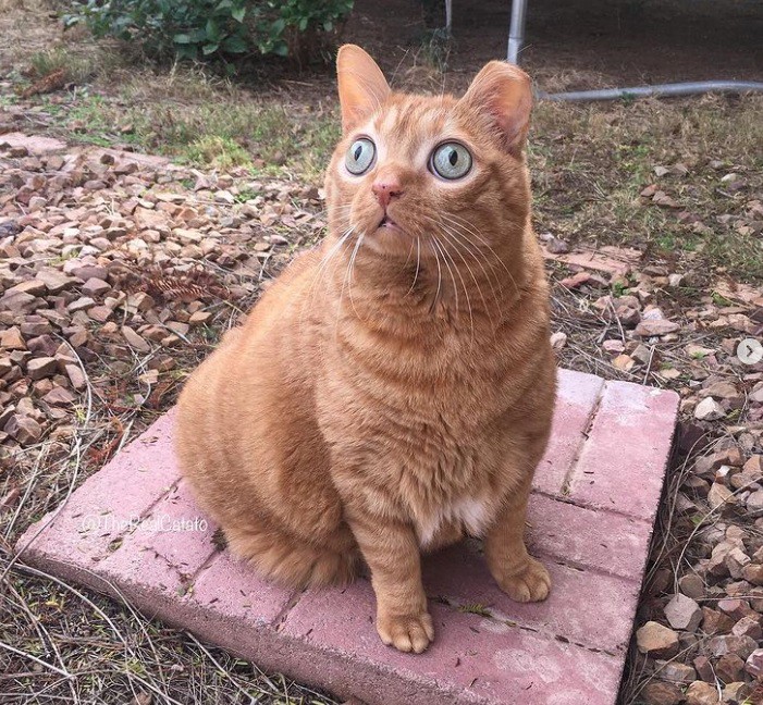 Картофчо - котката със странни очи