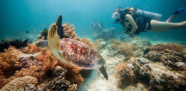 Плуване с костенурките, остров Гили