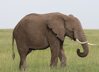 Слон. 28 април – 10 май