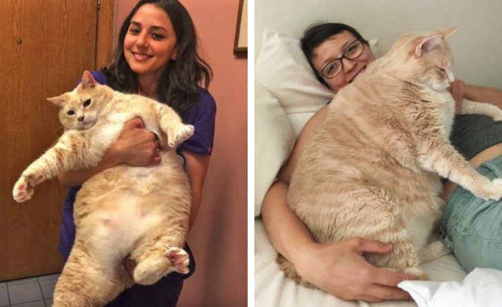 3 кота килограмм. Кот весом 20 кг. Кот 9 килограмм. Кот который весит 15 кг. 15 Килограммовая кошка.