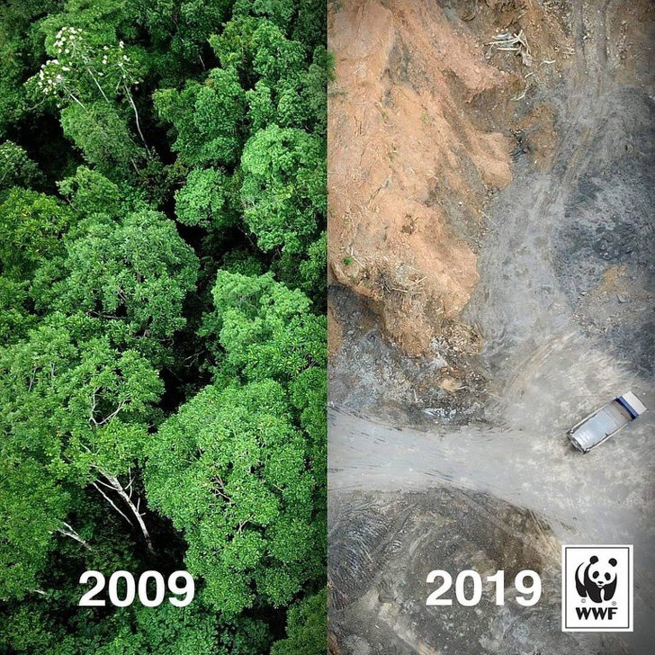 Дъждовните гори след 10 години