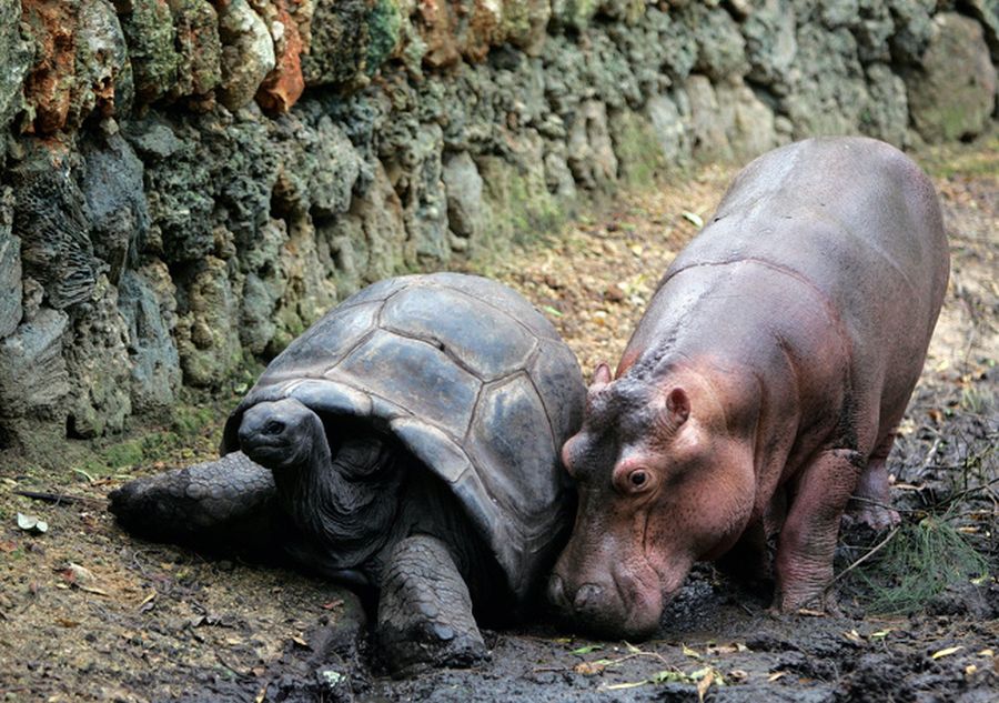 Хипопотамът Оуен и костенурката Мзее