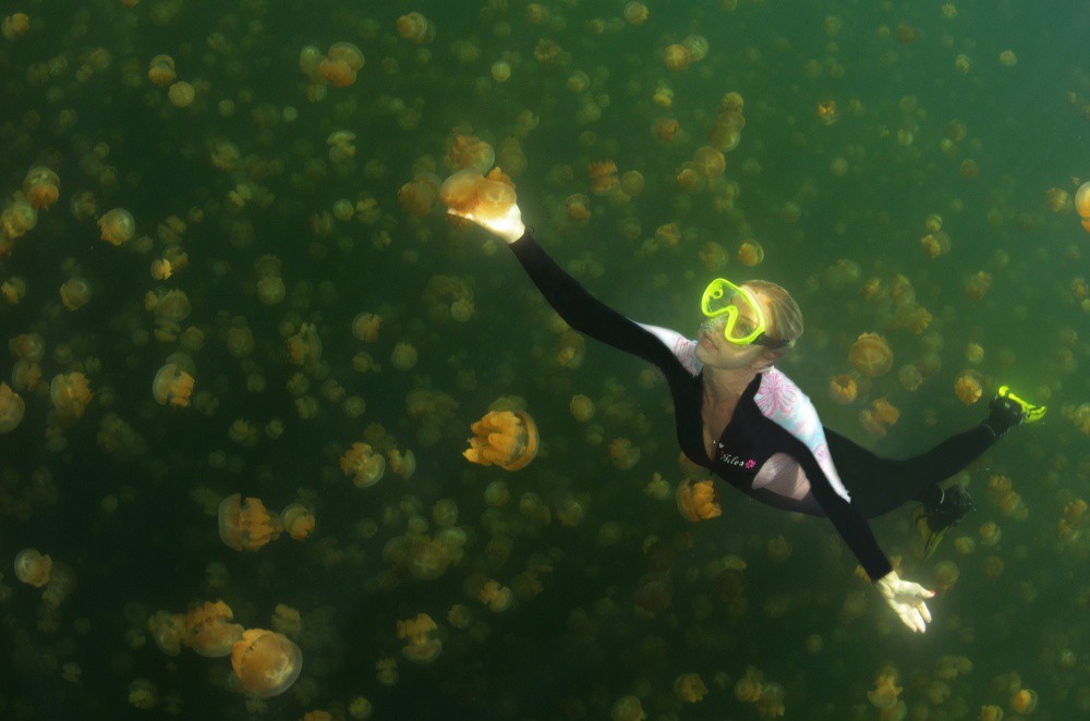 Езерото на медузите, Палау