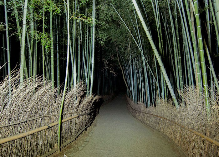 Бамбукова гора в Киото през нощта