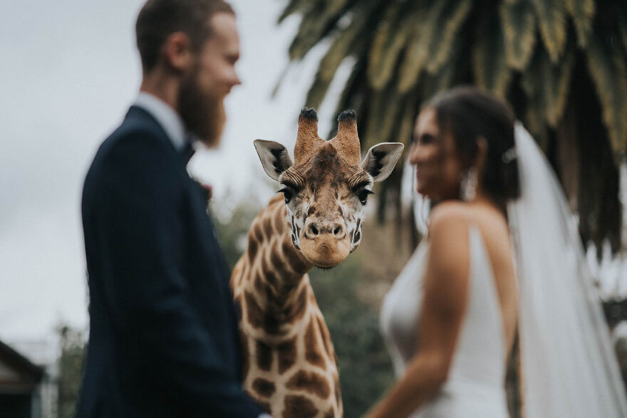 Топ 20 най-добри сватбени снимки за 2020