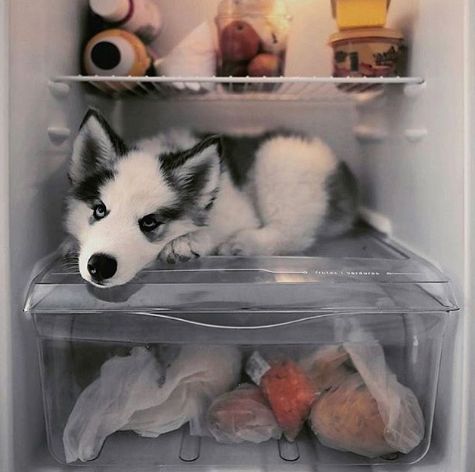 Защо не можем да живеем в хладилника?