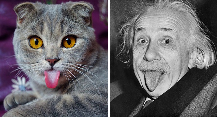 Котка, която прилича на Алберт Айнщайн