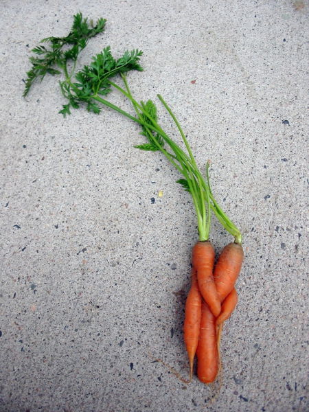 Морковена прегръдка