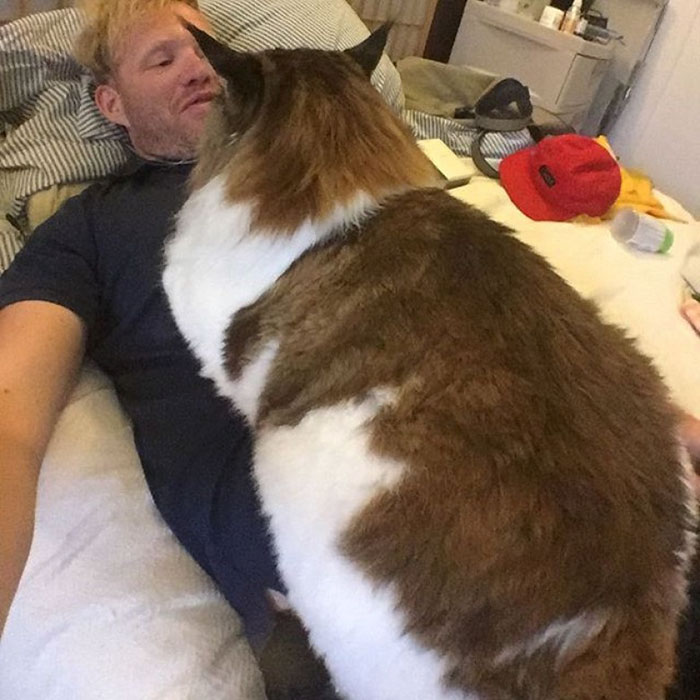 Най-голямата котка в света