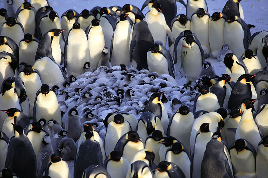 В снежното царство на пингвините