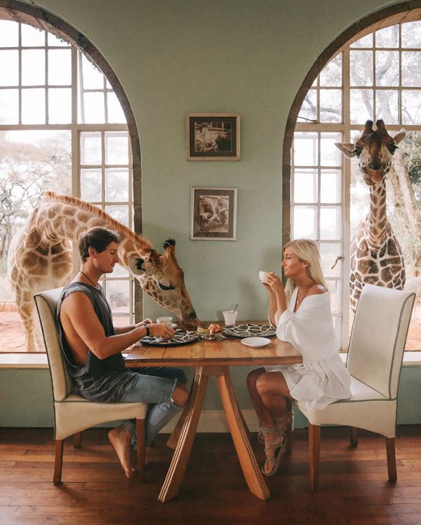 Закуска с жирафи