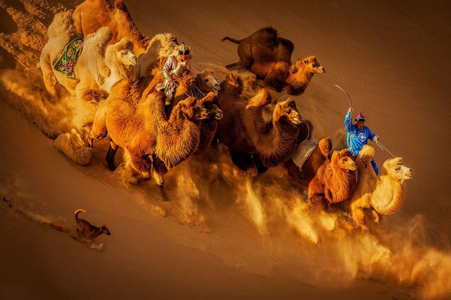 Камили в пустинята, Монголия