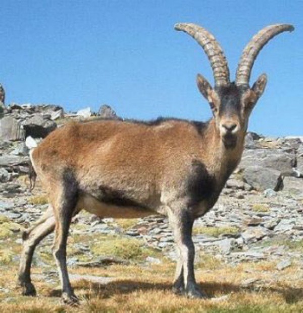 Пиренейска дива коза