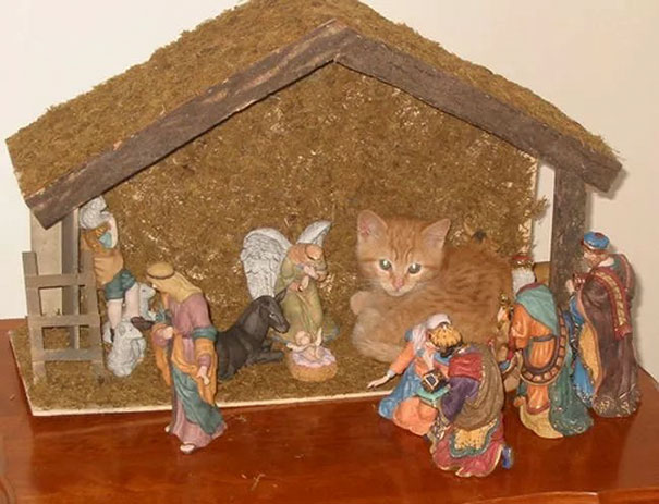 Котките и Коледа