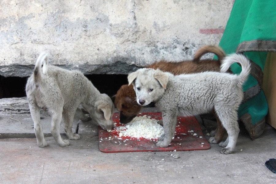 Бездомни кучета в Мексико