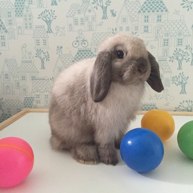 Забавни факти за Великденския заек