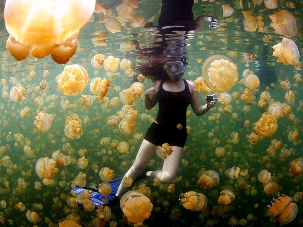 Жълти медузи, Република Палау