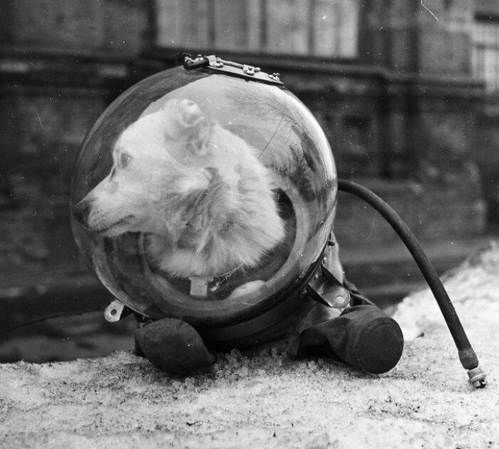 Куче-космонавт