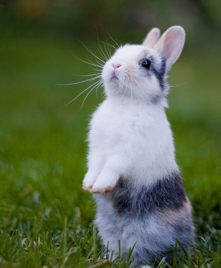 Неустоими ушатковци: 21 зайчета, които ще разтопят сърцето ви | Dama.bg -  Любимият сайт на всяка дама