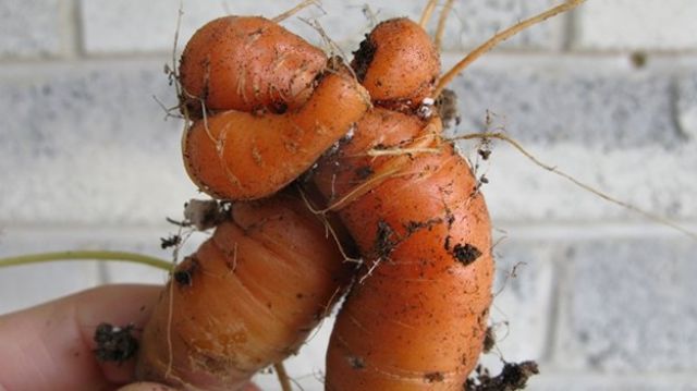 Какво им става на тези моркови...